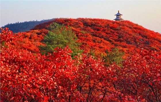 嵩山红叶中原第一红