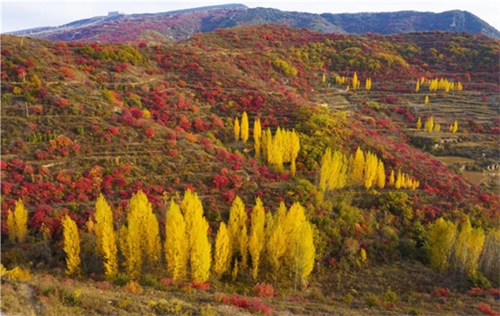 嵩山红叶