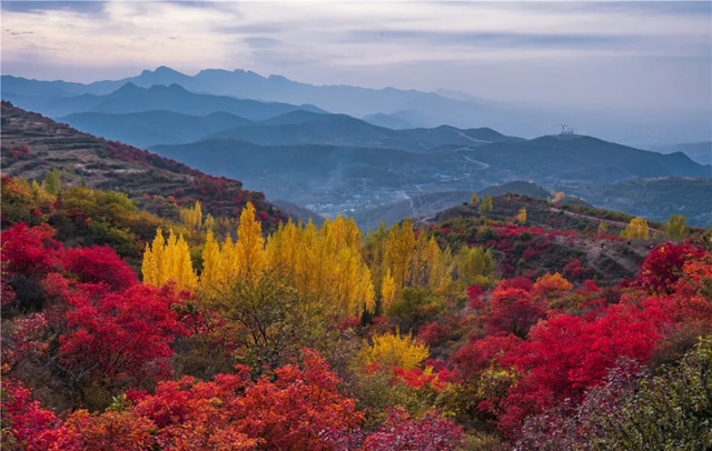 嵩山红叶