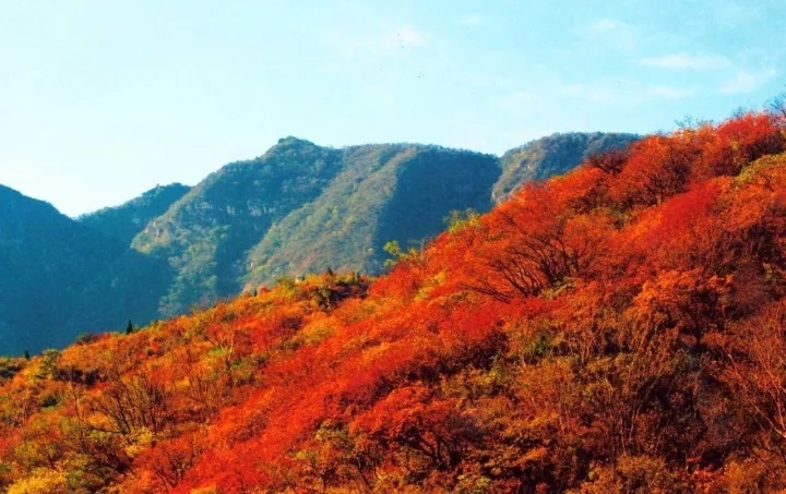 漫山红叶秋意浓，嵩阳煤机欢迎您！！！